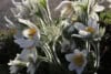 Sasanka Zwyczajna Pinwheel White - Biała z żółtym środkiem Pulsatilla vulgaris 'Pinwheel White' 3