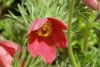 Sasanka Zwyczajna Pinwheel Dark Red - Czerwona Pulsatilla vulgaris 'Pinwheel Dark Red' 1