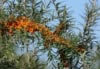 Rokitnik pospolity - zdrowe owoce Hippophae rhamnoides 4