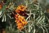 Rokitnik pospolity - Nivelena Żeński Hippophae angustifolia Nivelena 3