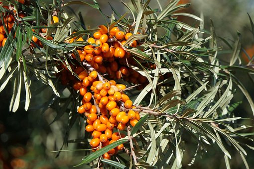 Rokitnik pospolity - Nivelena Żeński Hippophae angustifolia Nivelena 3