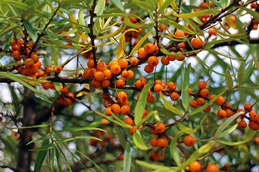 Rokitnik pospolity - zdrowe owoce Hippophae rhamnoides 5