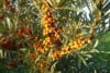 Rokitnik pospolity - zdrowe owoce Hippophae rhamnoides 6