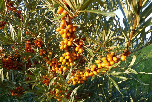 Rokitnik pospolity - zdrowe owoce Hippophae rhamnoides 6