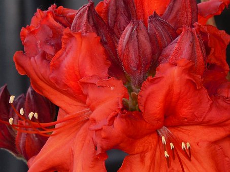 Azalia japońska Geisha Fumiko - pomarańczowo-czerwona Azalea japonica 'Geisha Fumiko' 3