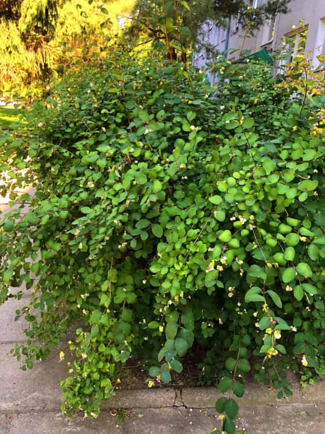 Śnieguliczka koralowa- na żwyopłot Symphoricarpos 3