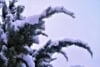 Jałowiec łuskowy Meyeri - małowymagający Juniperus squamata Meyeri 4
