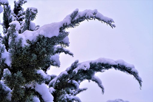 Jałowiec łuskowy Meyeri - małowymagający Juniperus squamata Meyeri 4