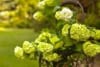 Kalina koralowa Compactum - czerwone owoce Viburnum opulus 'Compactum' 4