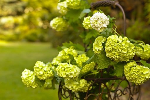 Kalina koralowa Compactum - czerwone owoce Viburnum opulus 'Compactum' 4