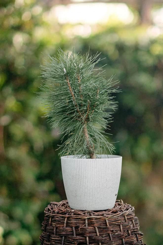 Sosna Limba- Orginalne i kompaktowe drzewo Pinus limba 2