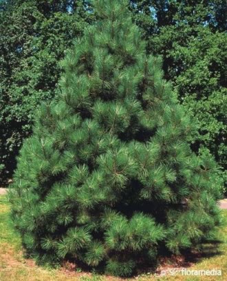 Sosna żółta - Piękna gęsta i odporna Pinus ponderosa 1