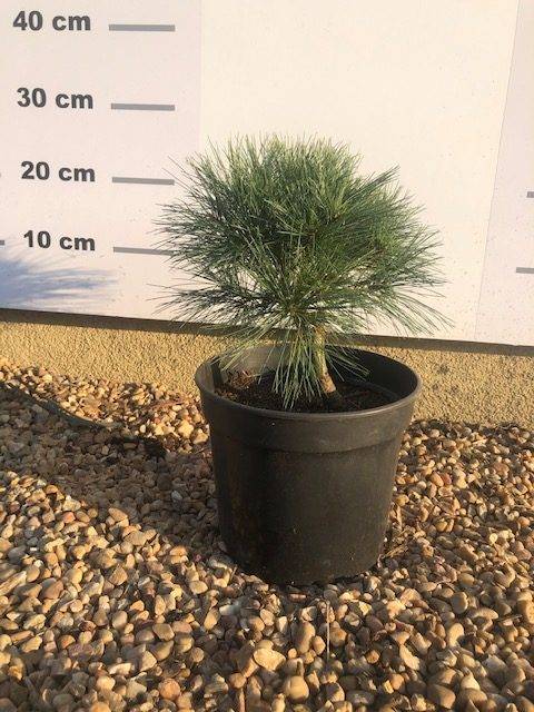 Sosna wejmutka Radiata C5-Szczepiona Sosna wejmutka Radiata C5-Szczepiona 2
