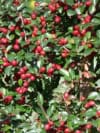 Irga pozioma - na skarpy i do ogrodu! Cotoneaster horizontalis 6