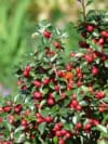 Irga pozioma - na skarpy i do ogrodu! Cotoneaster horizontalis 5
