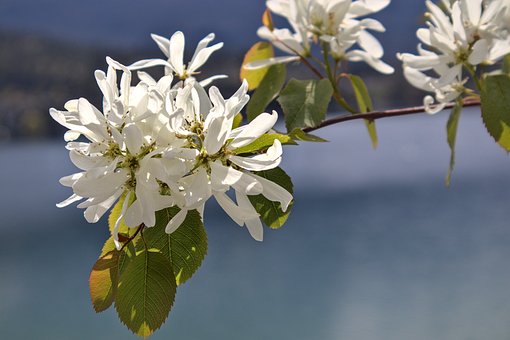 Świdośliwa SMOKY Sadzonka - BESTSELLER Amelanchier Smoky 5