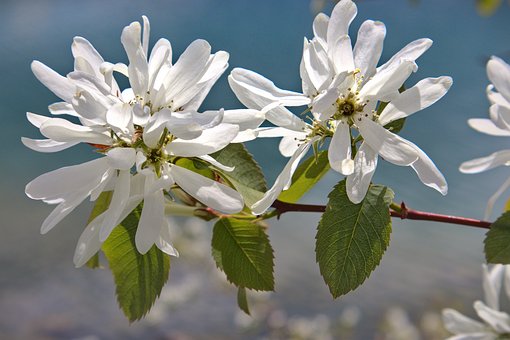 Świdośliwa KRASNOJARSKA późna P9 Amelanchier Krasnorajska P9 4