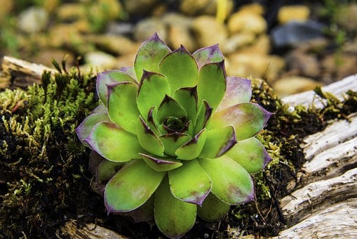Rojnik Carmen Zielono - czerwony Sempervirum Carmen 4