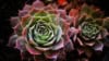 Rojnik (Sempervivum) - niski sukulent Smpervirum 7