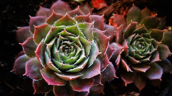 Rojnik (Sempervivum) - niski sukulent Smpervirum 7