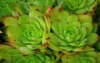 Rojnik (Sempervivum) - niski sukulent Smpervirum 4