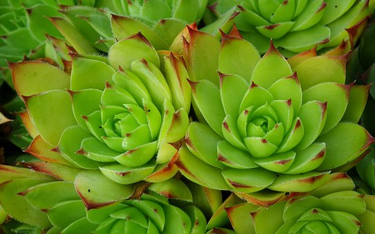 Rojnik (Sempervivum) - niski sukulent Smpervirum 4