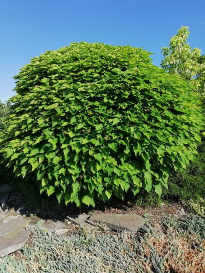 Surmia Zwyczajna 20-30cm c2 (Catalpa bignonioides) Catalpa bignonioides 1