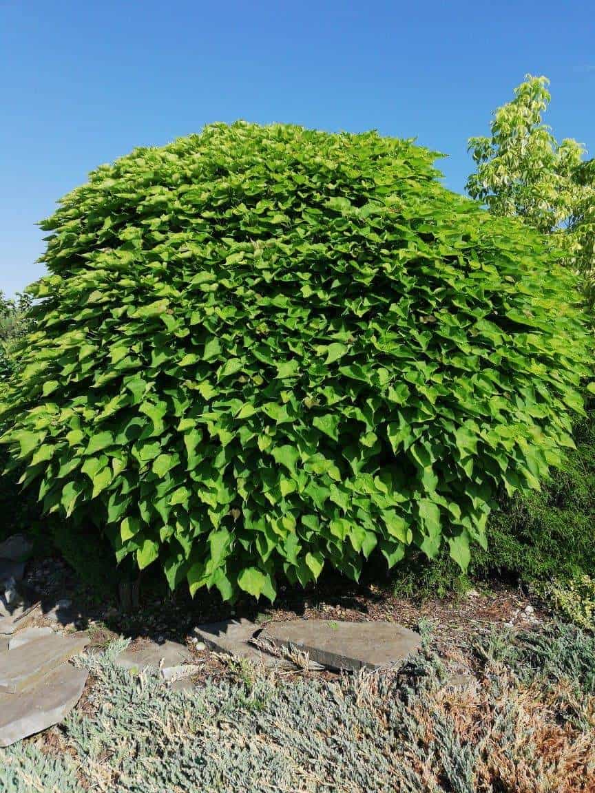 Surmia Zwyczajna 20-30cm c2 (Catalpa bignonioides) Catalpa bignonioides 1