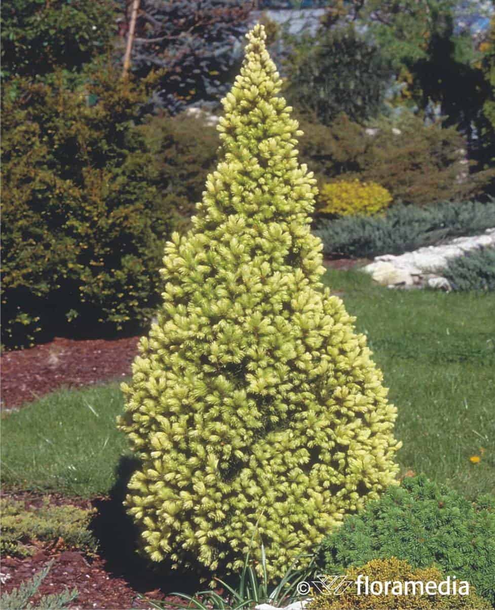 Świerk Biały "Daisy's White" 30cm - złoty stożek Picea glauca "Daisy's White" 1
