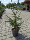 Świerk kaukaski Aureospicata szczepiony na pniu Świerk kaukaski Aureospicata szczepiony na pniu 1