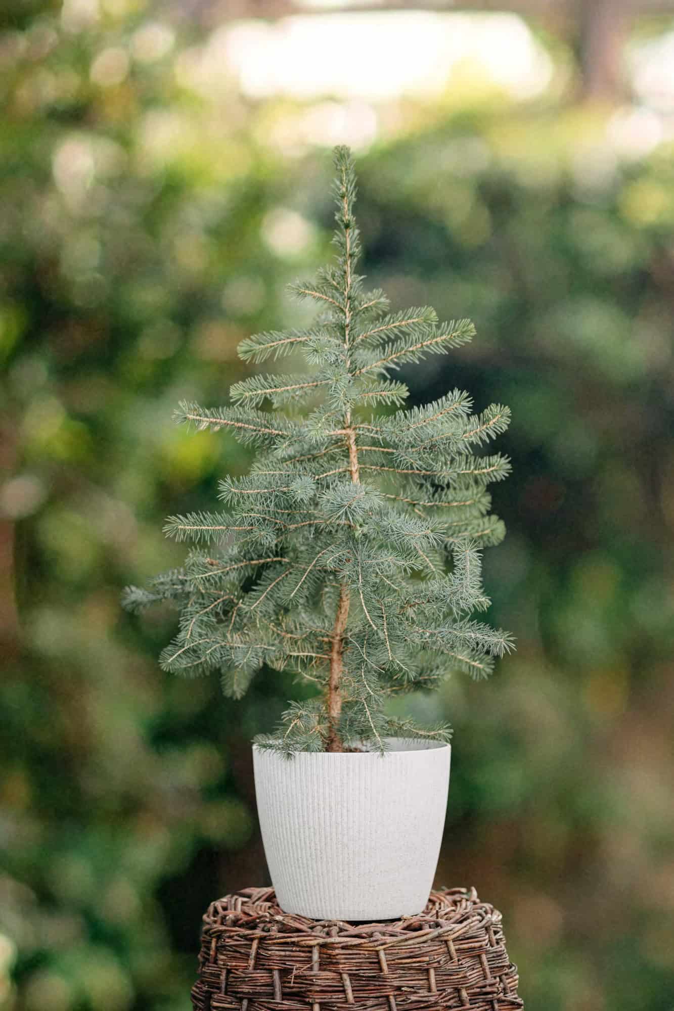 Świerk Kłujący Glauca Srebrny - Piękny kolor Picea glauca 2