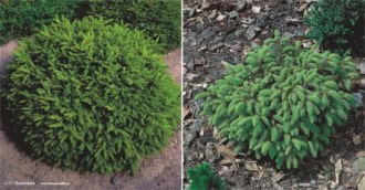 Świerk Pospolity Nidiformis - Świerk gniazdkowy Picea abies 'Nidiformis ' 1