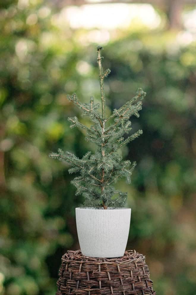 Świerk Engelmanna 20-40cm c2 (Picea engelmannii) Picea engelmannii 1