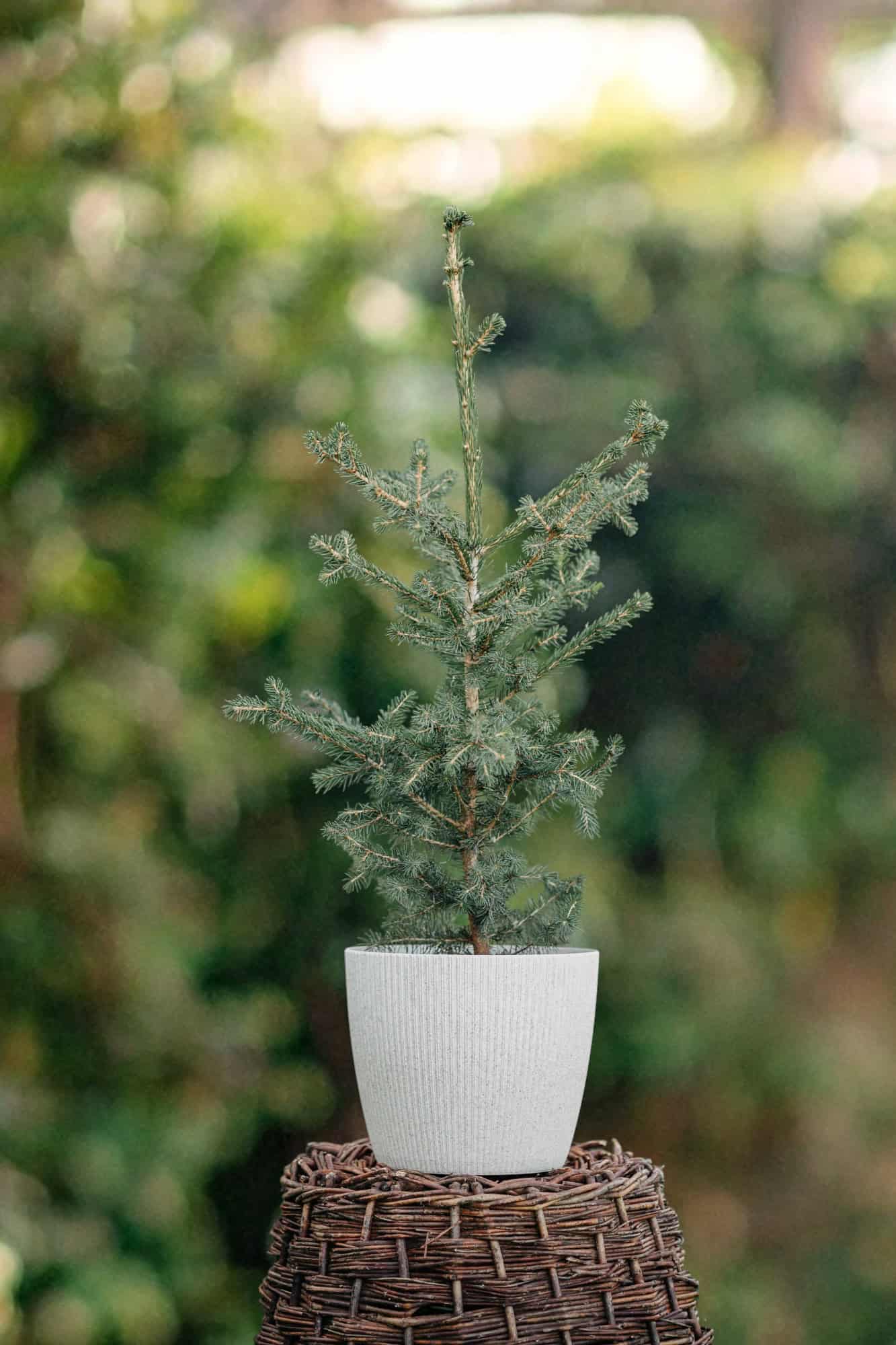 Świerk Engelmanna 20-40cm c2 (Picea engelmannii) Picea engelmannii 1