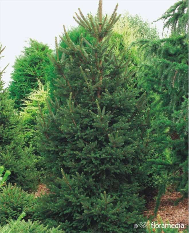 Świerk Pospolity "Willi's Zwerg" 20-40cm c2 (Picea Abies "Willi's Zwerg"") Picea abies 'Willi's Zwerg' 1