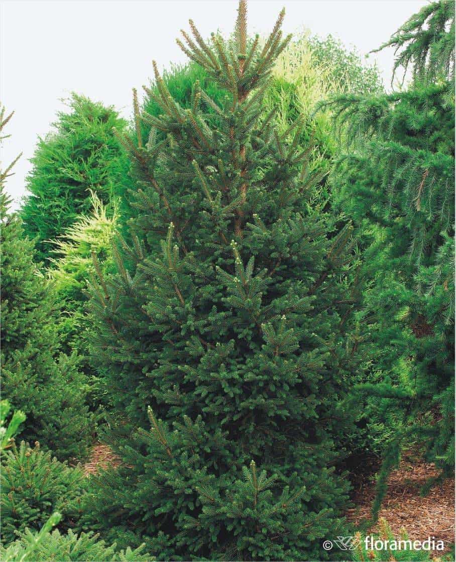 Świerk Pospolity "Willi's Zwerg" 20-40cm c2 (Picea Abies "Willi's Zwerg"") Picea abies 'Willi's Zwerg' 1