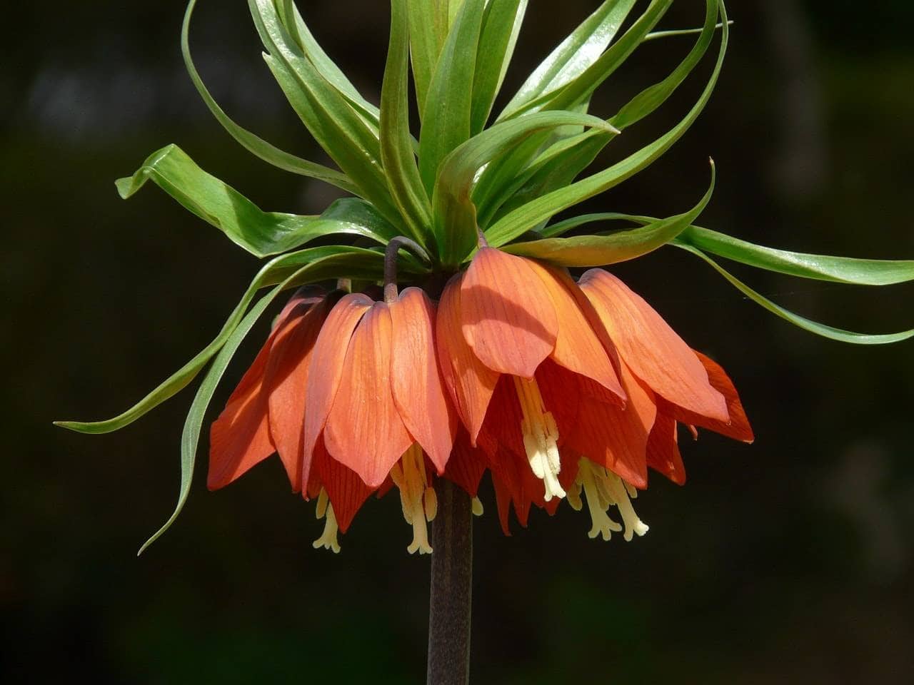 Szachownica cesarska 'Rubra Maxima’ Czerwona (fritillaria)