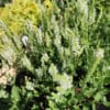 Szałwia omszona Schneehugel - biała niska odmiana Salvia nemorosa 'Schneehugel ' 3
