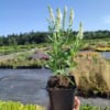 Szałwia omszona Schneehugel - biała niska odmiana Salvia nemorosa 'Schneehugel ' 2