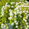 Tawuła Gold Fountain - Złota wysoka odmiana Spirea japonica 'Gold fountain' 4