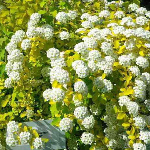 Tawuła Gold Fountain - Złota wysoka odmiana Spirea japonica 'Gold fountain' 4