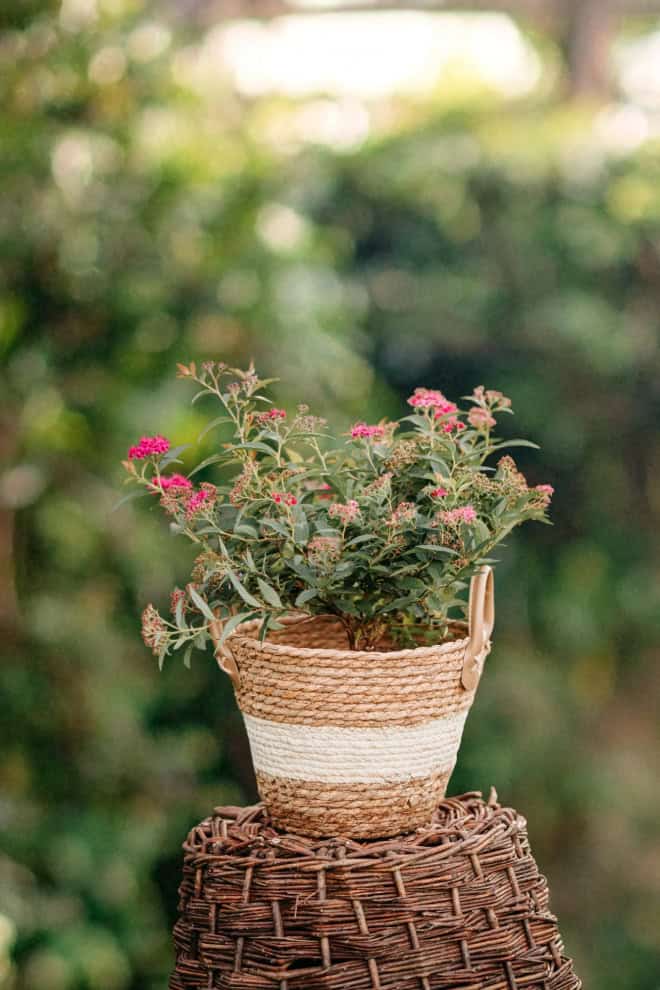 Tawuła japońska Genpei - dwukolorowa Spiraea japonica 'Genpei ' 2