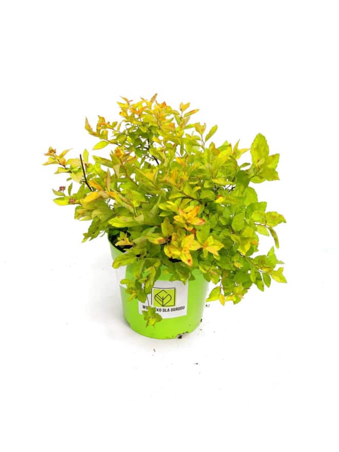 Tawuła Gold Fountain - Złota wysoka odmiana Spirea japonica 'Gold fountain' 2