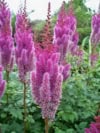 Tawułka chińska Astible Chinensis Vision in pink - Różowa Astilbe chinensis 'Vision in pink' 5