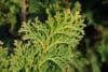 Thuja Smaragd formowana na pniu Thuja Smaragd formowana na pniu 4