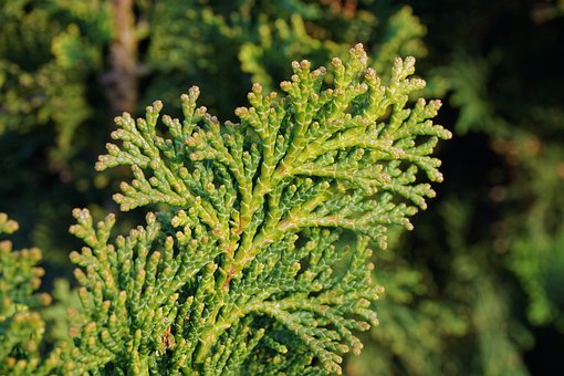 Thuja Smaragd formowana na pniu Thuja Smaragd formowana na pniu 4