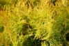 Tuja zachodnia Aurescens - Złota sadzonka na żywopłot Thuja occidentalis 'Aurescens' 7