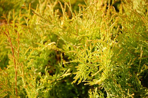 Tuja zachodnia Aurescens - Złota sadzonka na żywopłot Thuja occidentalis 'Aurescens' 7