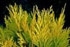 Tuja zachodnia Aurescens - Złota sadzonka na żywopłot Thuja occidentalis 'Aurescens' 4
