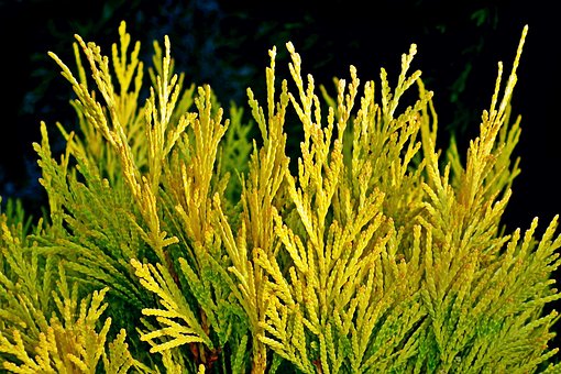 Tuja zachodnia Aurescens - Złota sadzonka na żywopłot Thuja occidentalis 'Aurescens' 4